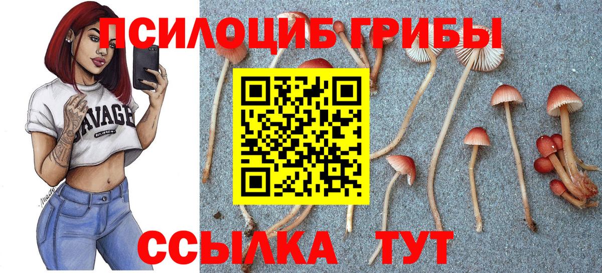 сколько стоит  Псилоцибиновые грибы мицелий  Чистополь  Вход с VPN  Псилоцибиновые грибы GOLDEN TEACHER 
